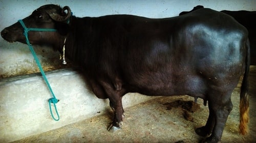 Black Pure murrah buffalo