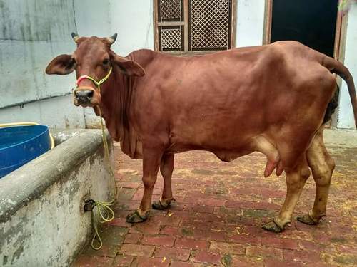  Sahiwal Cows