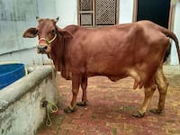 Original Sahiwal Cow