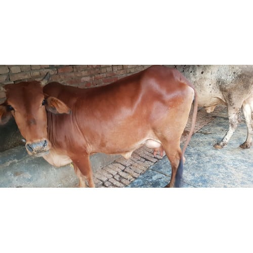 Sahiwal Breed Cow