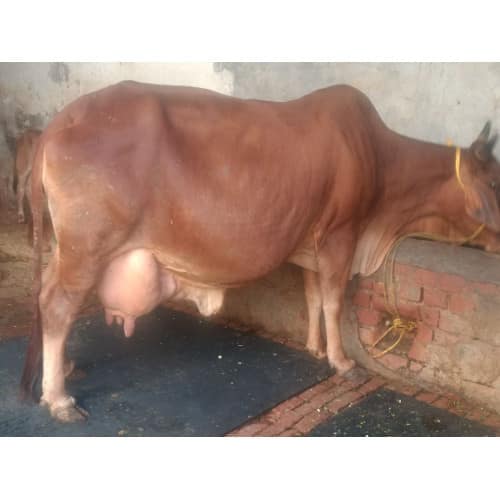 Sahiwal Cow