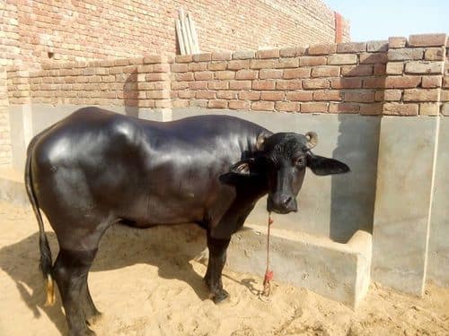 Indian Murrah buffalo